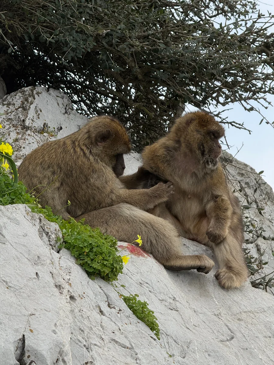 Gibraltar, photo 4