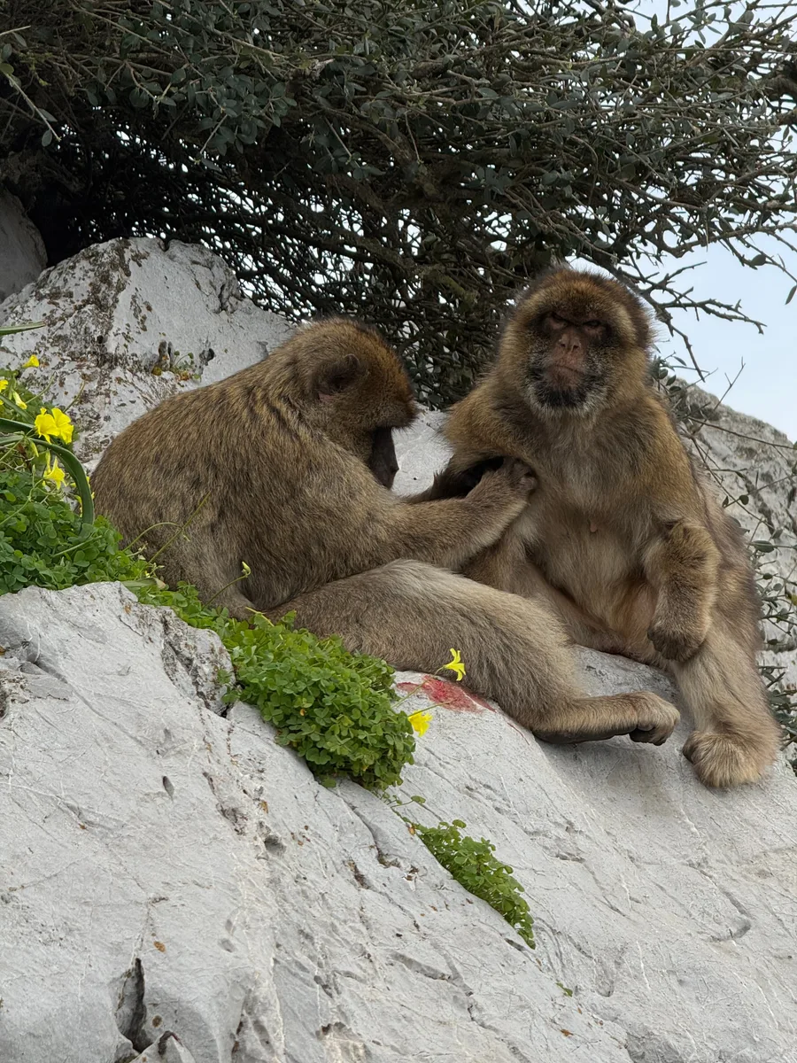 Gibraltar, photo 5